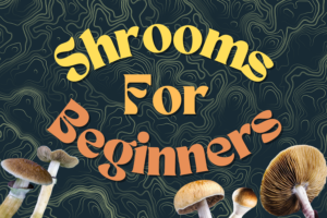 shrooms for beginners