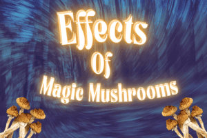 HomePage 24 effects of magic mushrooms